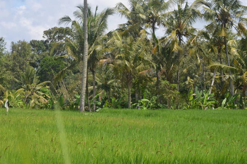 Villa Nyoman Ubud Exterior photo